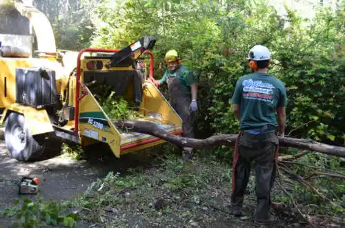 tree services Margate